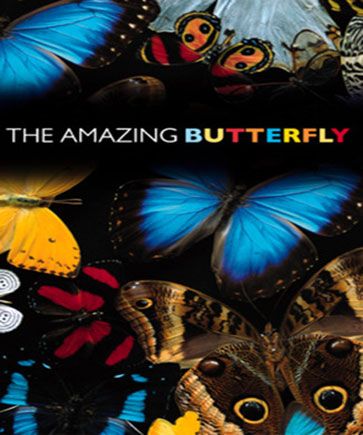 The Amazing Butterfly