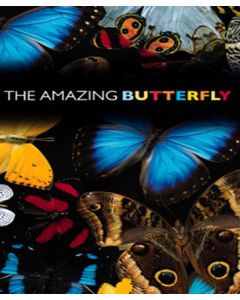 The Amazing Butterfly